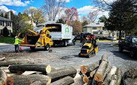 Best Tree Trimming and Pruning  in Sanford, FL